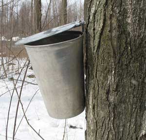 close up of a bucket collecting maple sap