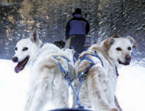 Dog Sledding Near Montreal