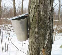 a bucket is used to collect sap from a maple tree
