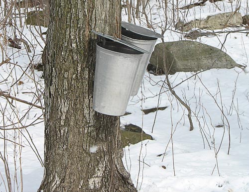 sugar maples are tapped and pails collect maple sap