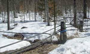 a web of plastic tubing transports maple sap across the forest floor