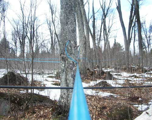 plastic tubes replace the bucket and transfer the sap directly to the sugar shack