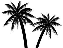 palm tree