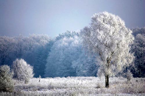 freshly fallen snow coats a field and forest