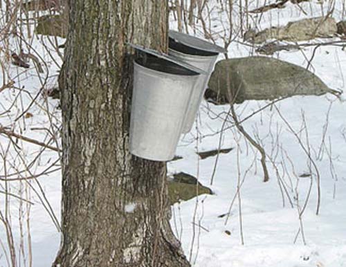 Two Buckets Maple Sap